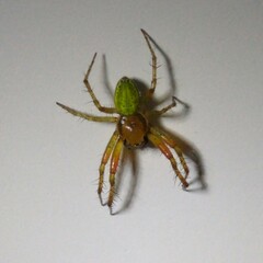Araniella