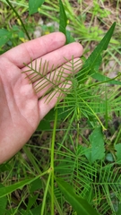 Ipomoea quamoclit