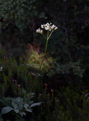 Ligusticum grayi