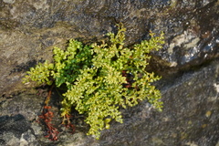 Asplenium ruta-muraria