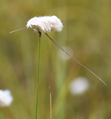 Eriophorum virginicum