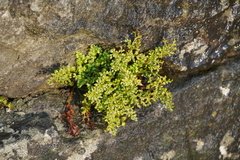 Asplenium ruta-muraria