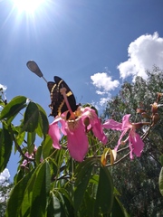 Papilio garamas