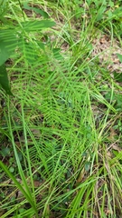 Ipomoea quamoclit