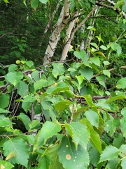 Cameraria betulivora