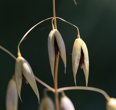Avena sativa