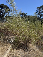 Salix laevigata
