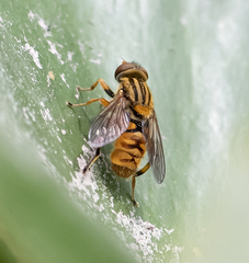 Parhelophilus divisus