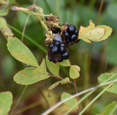 Rubus hispidus