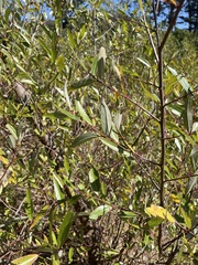 Salix laevigata