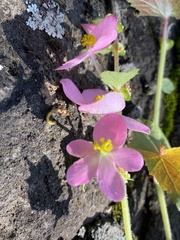 Begonia bulbillifera