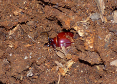 Odontotaenius disjunctus