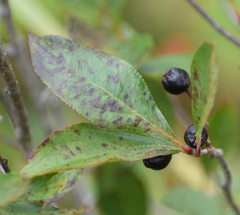 Aronia melanocarpa