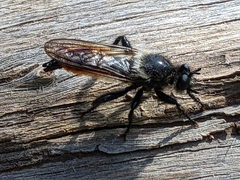 Laphria