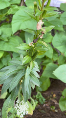 Oenothera