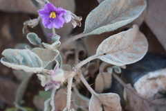 Solanum ellipticum