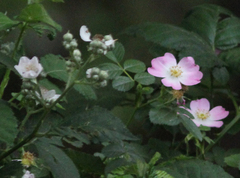 Rosa californica