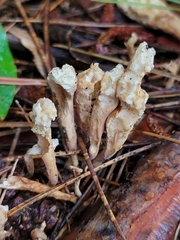 Spathulariopsis velutipes