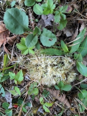 Leucobryum glaucum