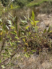 Salix laevigata