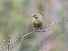 Thraupis palmarum