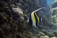 Zanclus cornutus