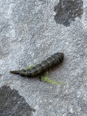 Stratiomyidae