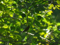 Setophaga pensylvanica