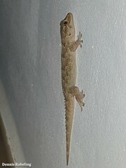 Tarentola angustimentalis