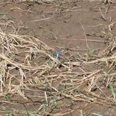 Orthetrum caledonicum