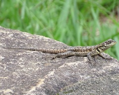 Tropidurus catalanensis