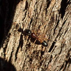 Camponotus consobrinus