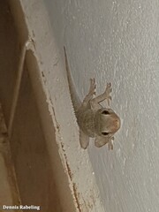 Tarentola angustimentalis
