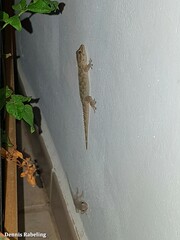 Tarentola angustimentalis