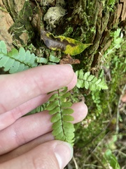 Asplenium platyneuron