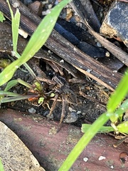 Mituliodon tarantulinus