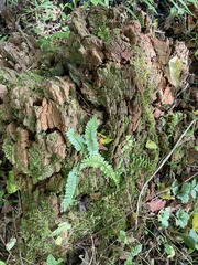 Asplenium platyneuron