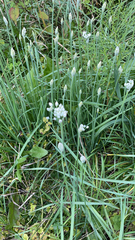 Allium tuberosum