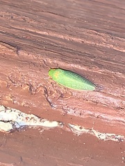 Draeculacephala robinsoni