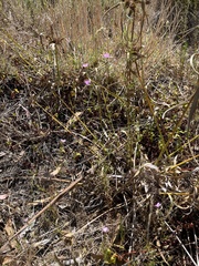 Stephanomeria exigua