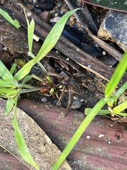 Mituliodon tarantulinus
