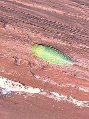 Draeculacephala robinsoni