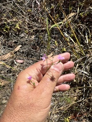 Stephanomeria exigua