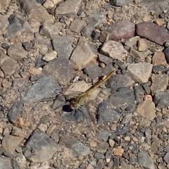 Diplacodes bipunctata