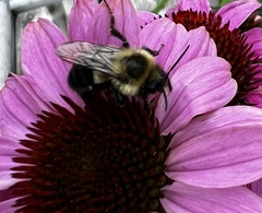 Bombus impatiens