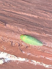 Draeculacephala robinsoni