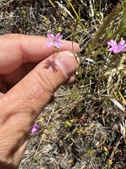Stephanomeria exigua