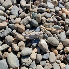 Trimerotropini