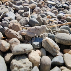 Trimerotropini
