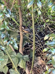 Acanthorhynchus tenuirostris